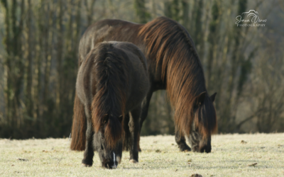 Sirona Therapeutic Horsemanship celebrates a Royal presentation and funding from the Pets Foundation: young lives transformed through Equine and Animal-Assisted Interactions